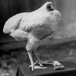 Picture 3 of Top 10 weird animals in the world
