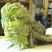 Picture 5 of Top 10 weird animals in the world