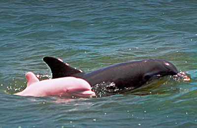 Picture 6 of Top 10 weird animals in the world