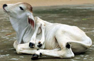 Picture 7 of Top 10 weird animals in the world