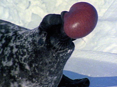 Picture 8 of Top 10 weird animals in the world