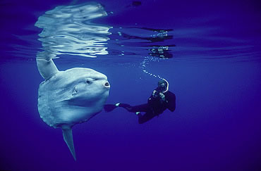 Picture 9 of Top 10 weird animals in the world