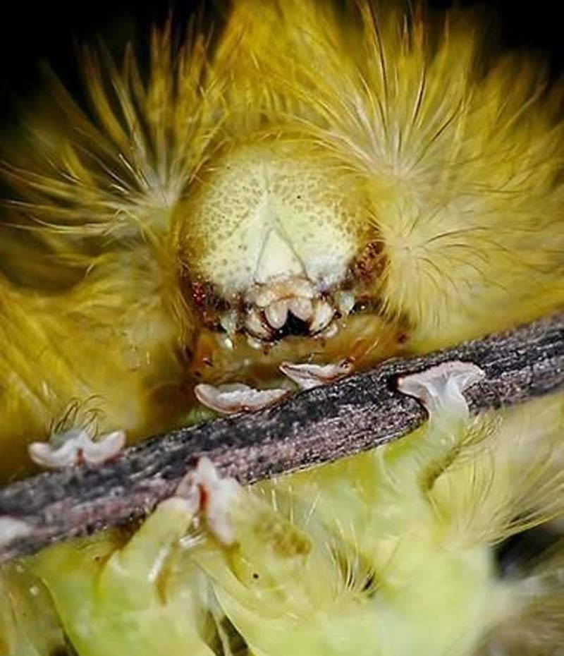 Picture 8 of Top 10 weird insects
