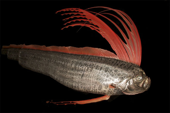 Picture 4 of Top 6 largest fish in the ocean