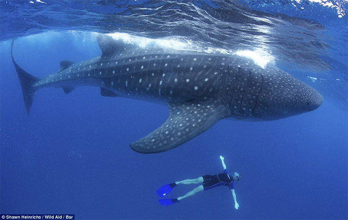 Picture 6 of Top 6 largest fish in the ocean