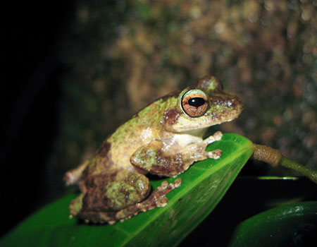 Picture 1 of Top 7 newly discovered plants and animals in Australia