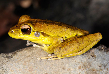 Picture 2 of Top 7 newly discovered plants and animals in Australia