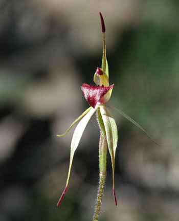 Top 7 newly discovered plants and animals in Australia