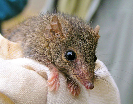 Picture 5 of Top 7 newly discovered plants and animals in Australia