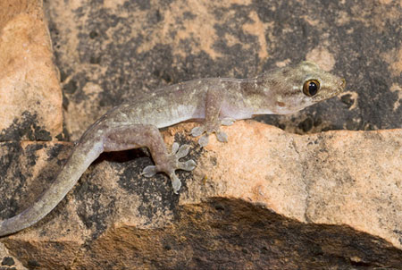 Picture 6 of Top 7 newly discovered plants and animals in Australia