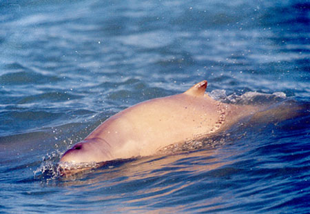 Picture 7 of Top 7 newly discovered plants and animals in Australia