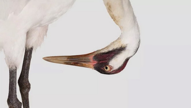 Picture 1 of Top 8 animals are on the verge of extinction