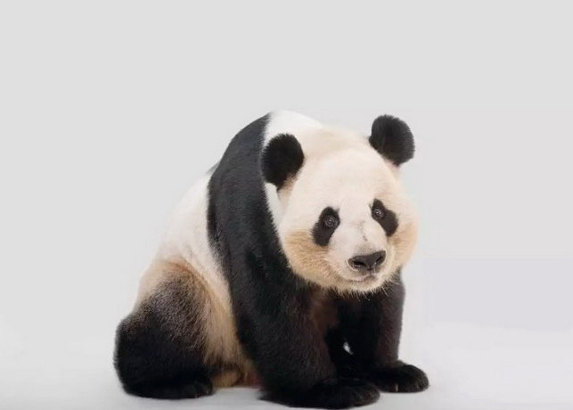 Picture 3 of Top 8 animals are on the verge of extinction