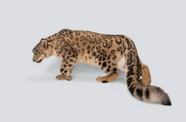 Picture 4 of Top 8 animals are on the verge of extinction