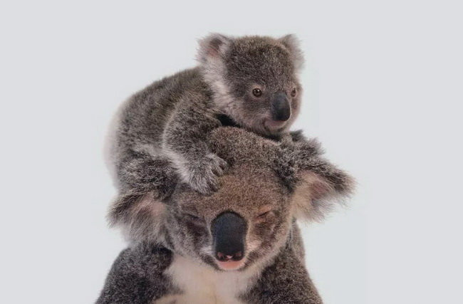 Picture 5 of Top 8 animals are on the verge of extinction