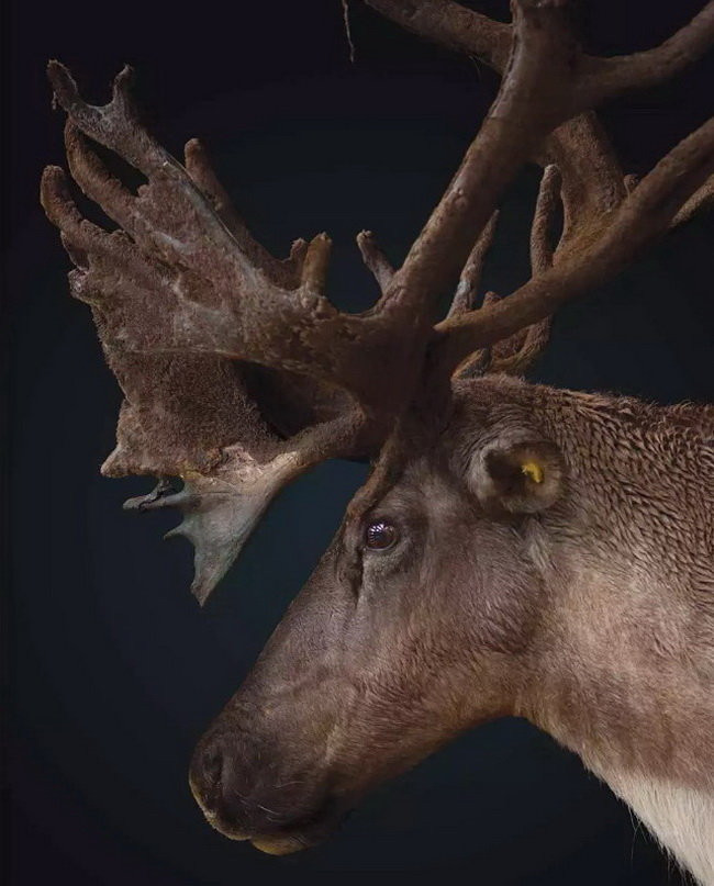 Picture 6 of Top 8 animals are on the verge of extinction