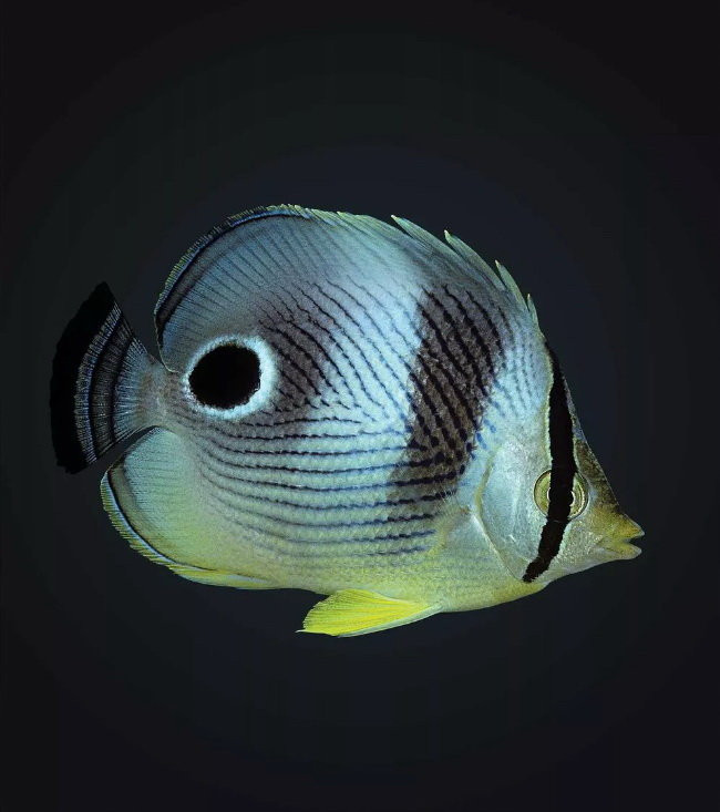 Picture 7 of Top 8 animals are on the verge of extinction