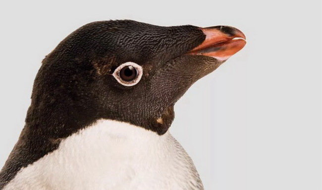 Picture 8 of Top 8 animals are on the verge of extinction