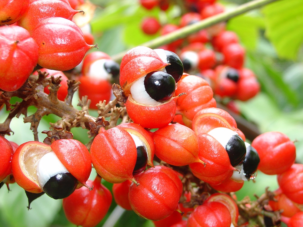 Picture 8 of Top 9 foods to help you regain super fast energy!