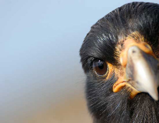 Picture 15 of Top animal photos taking photos of Natioanal Geographic