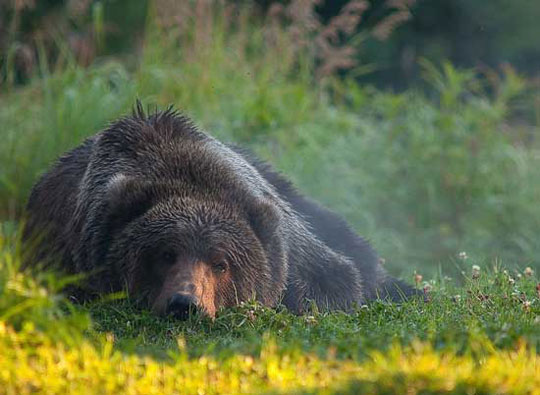 Picture 16 of Top animal photos taking photos of Natioanal Geographic