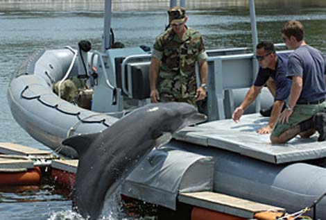 Picture 1 of Top animal warriors (II)