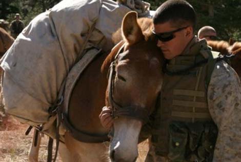 Picture 3 of Top animal warriors (II)
