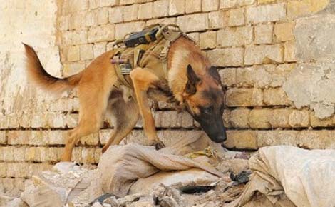 Picture 4 of Top animal warriors (II)