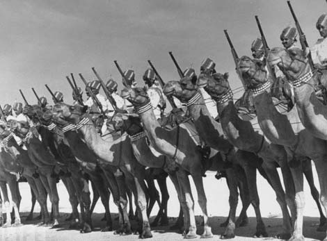 Picture 2 of Top animal warriors in war (I)