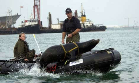 Picture 4 of Top animal warriors in war (I)