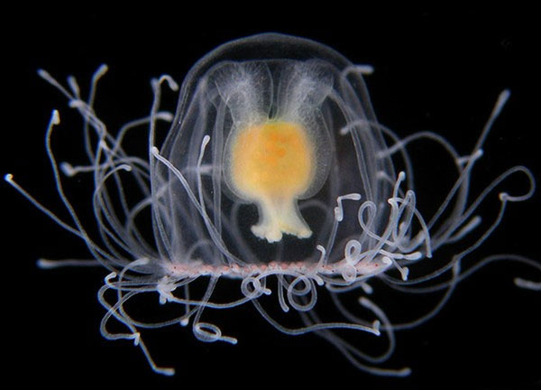 Picture 10 of Top animals 'longevity' that you didn't expect