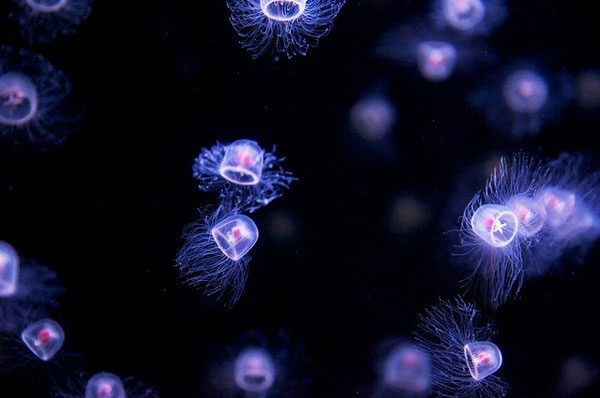 Picture 11 of Top animals 'longevity' that you didn't expect