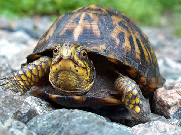 Picture 4 of Top animals 'longevity' that you didn't expect