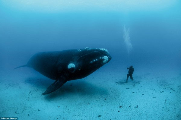Picture 6 of Top animals 'longevity' that you didn't expect