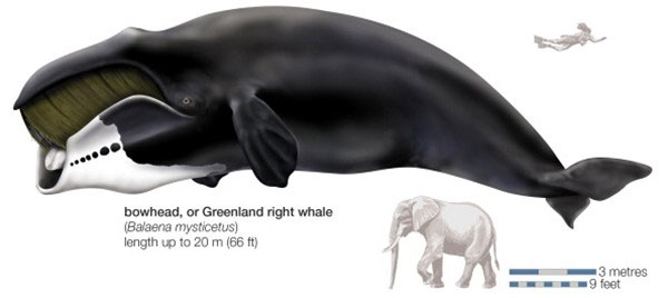 Picture 7 of Top animals 'longevity' that you didn't expect