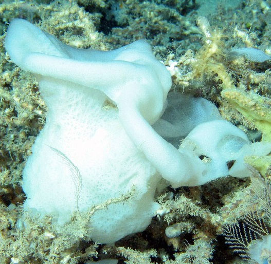 Picture 9 of Top animals 'longevity' that you didn't expect