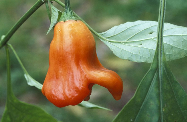 Picture 3 of Top of the most spicy peppers in the world