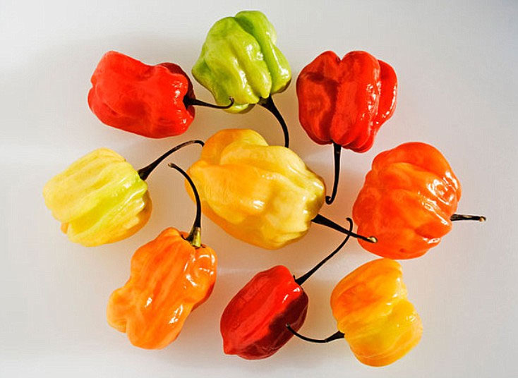 Picture 7 of Top of the most spicy peppers in the world