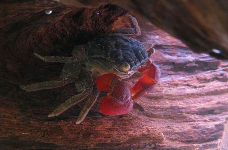 Picture 10 of Top of unprecedented species of crabs