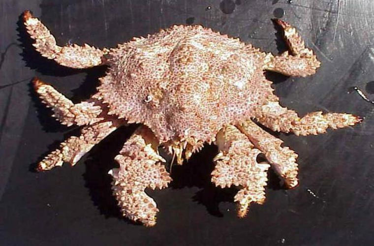 Picture 4 of Top of unprecedented species of crabs