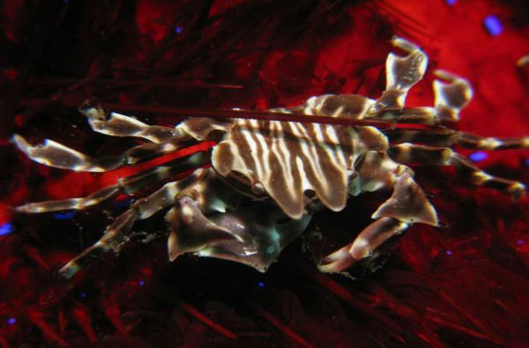 Picture 6 of Top of unprecedented species of crabs