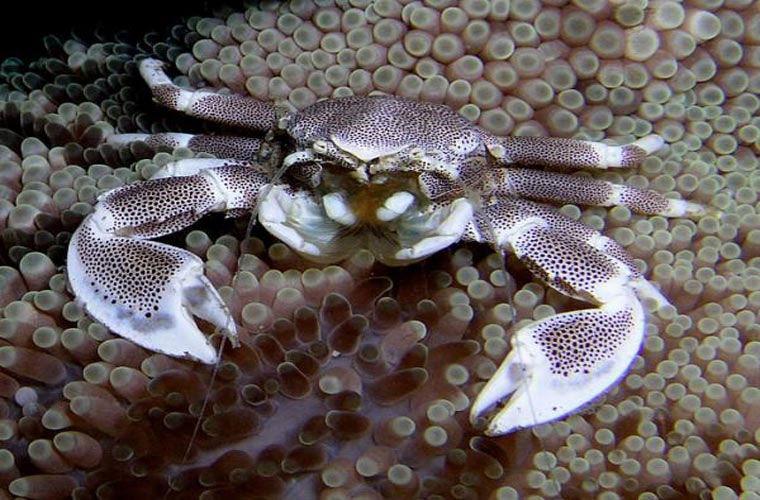 Picture 8 of Top of unprecedented species of crabs