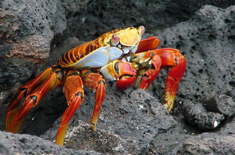 Picture 9 of Top of unprecedented species of crabs