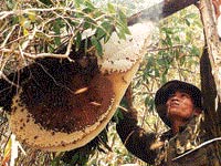Picture 4 of Touch the bee