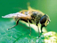 Picture 5 of Touch the bee