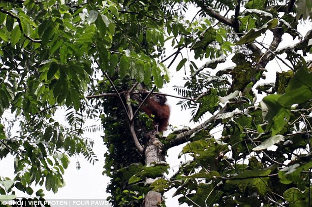 Picture 3 of Touched the pregnant orangutan mother hugged her baby from being killed