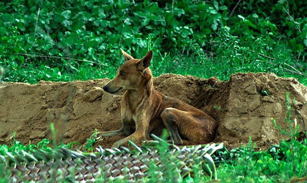 Picture 3 of Touched with the fasted dog on the grave