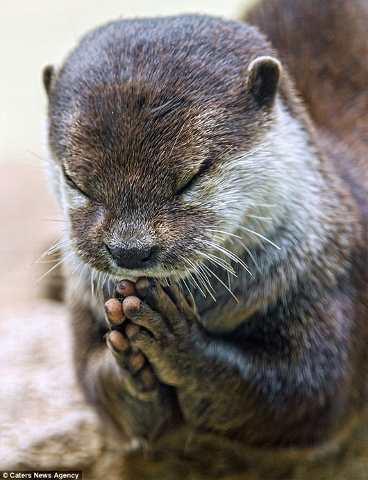 Picture 1 of Touching image: The otter hands together to pray