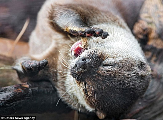 Picture 2 of Touching image: The otter hands together to pray