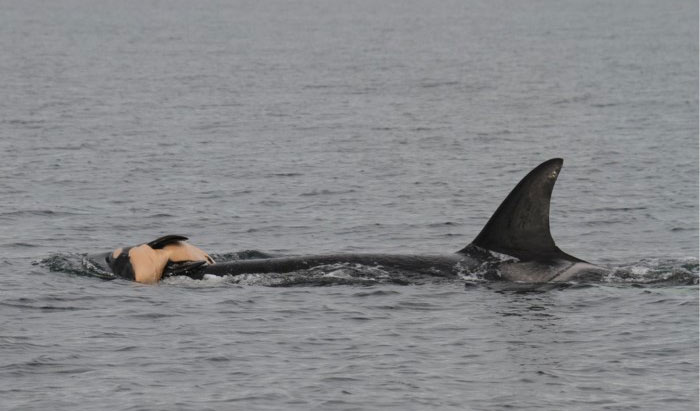 Picture 1 of Touching killer whales grieving because of death